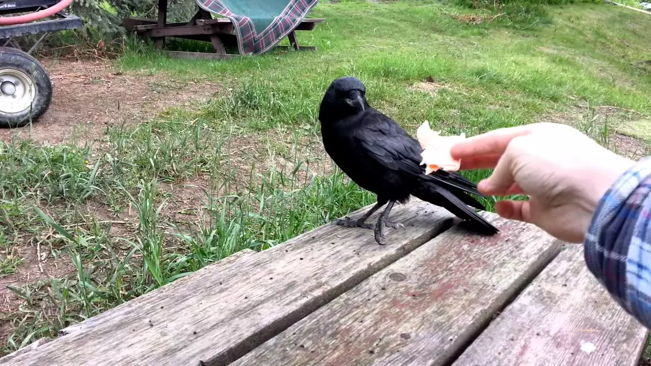Feed a Crow