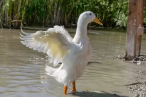 Female pekin duck
