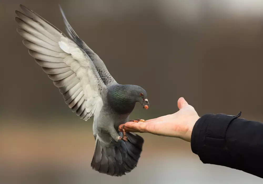 Feral pigeon landing for food