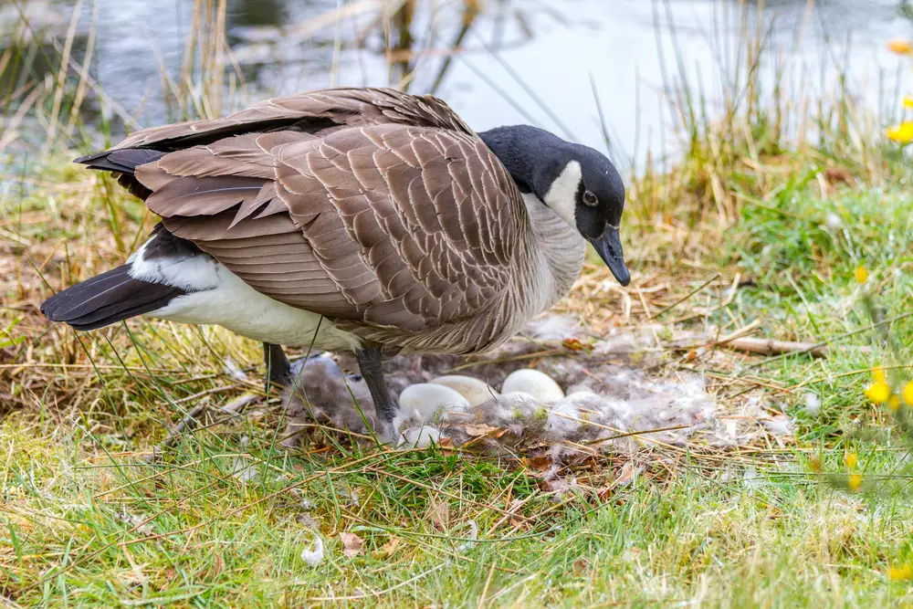 Goose sitting on a nest incubating her eggs