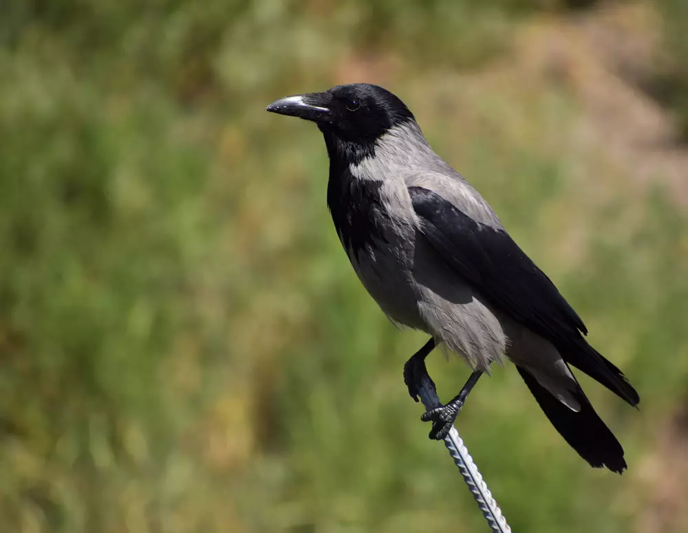 Gray and black hooded crow