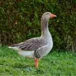 Graylag goose
