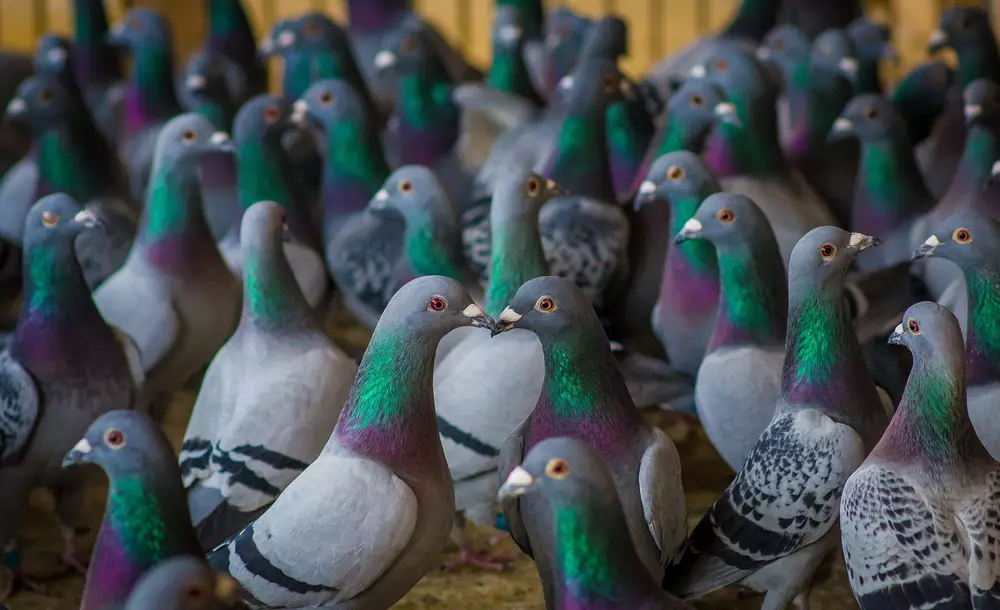 Homing pigeons sitting