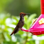 Humming bird sitting on a feeder