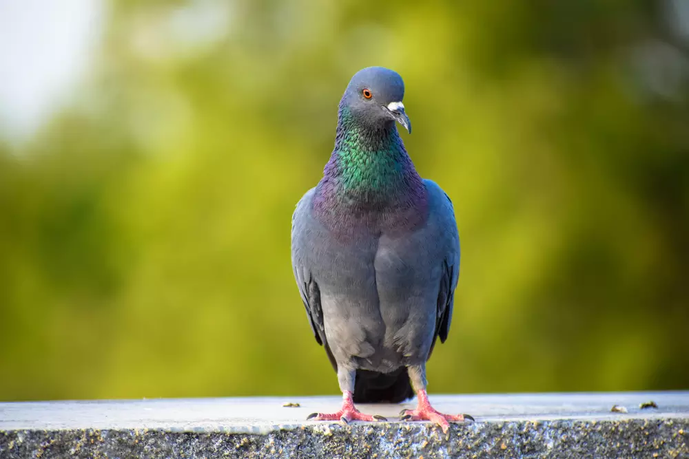 Indian Pigeon