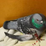 Injured Pigeon