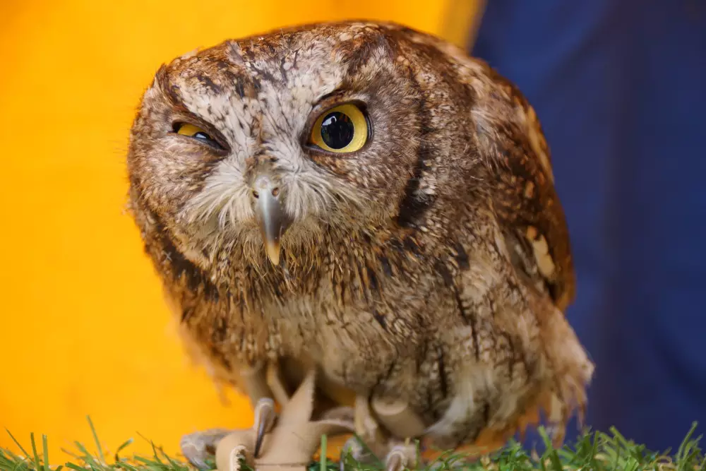 Injured owl Conwy