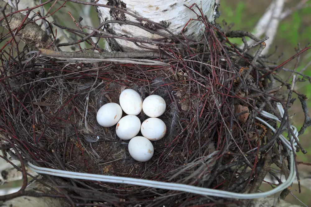 Long-eared Owl eggs