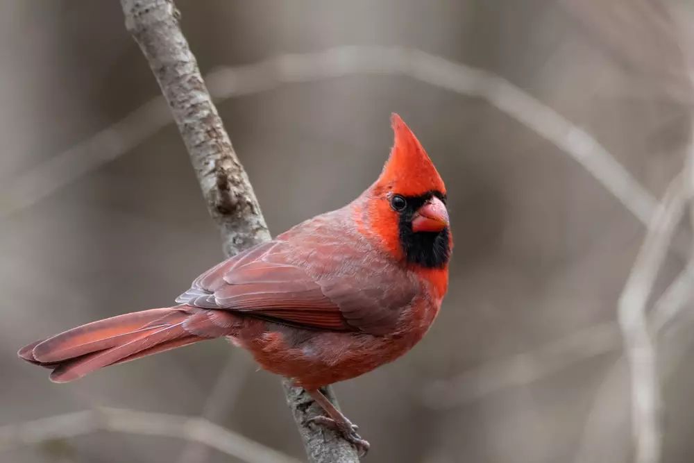 Male Northern Cardinal Perched