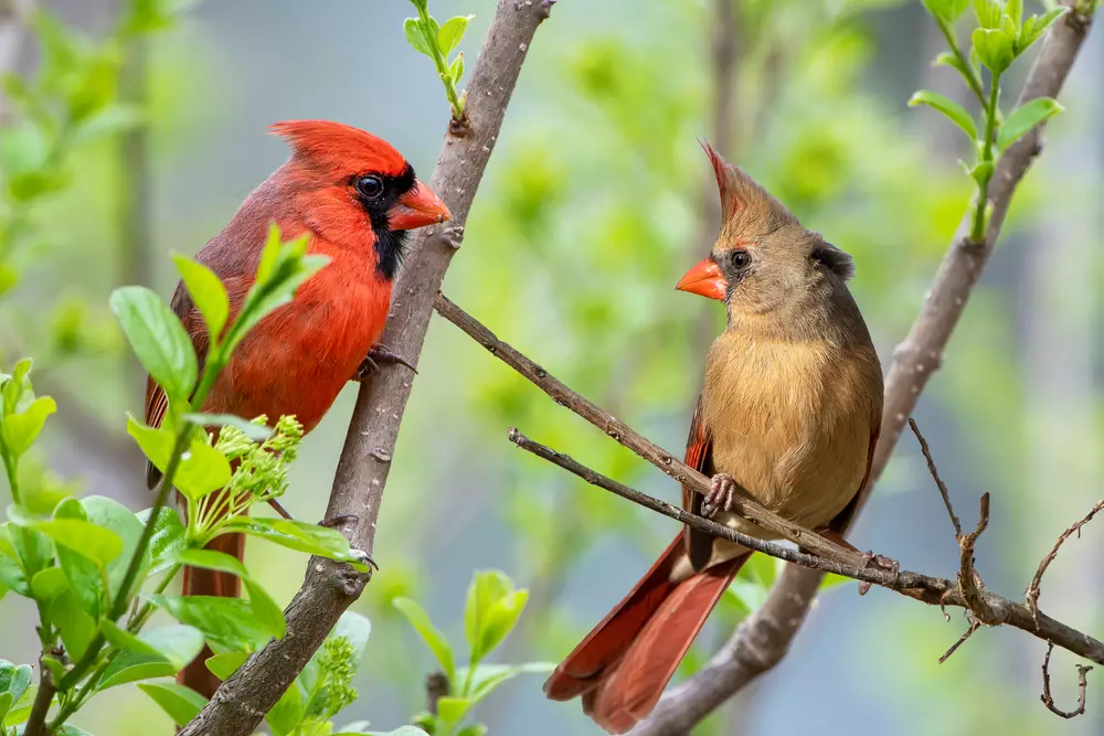 Northern Cardinal Pair