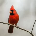 Northern Cardinal perched