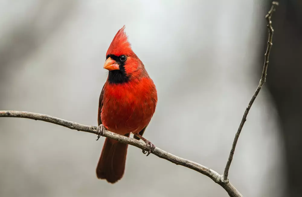Northern Cardinal perched