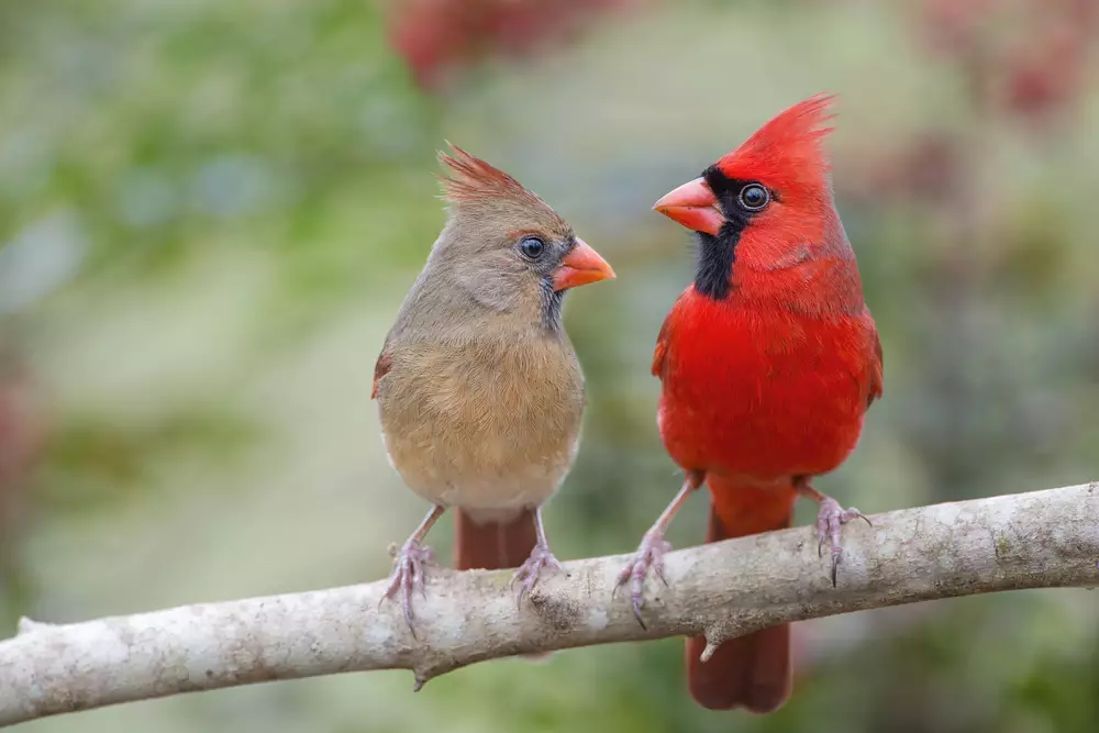 Northern Cardinal