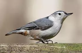 Nuthatches walk