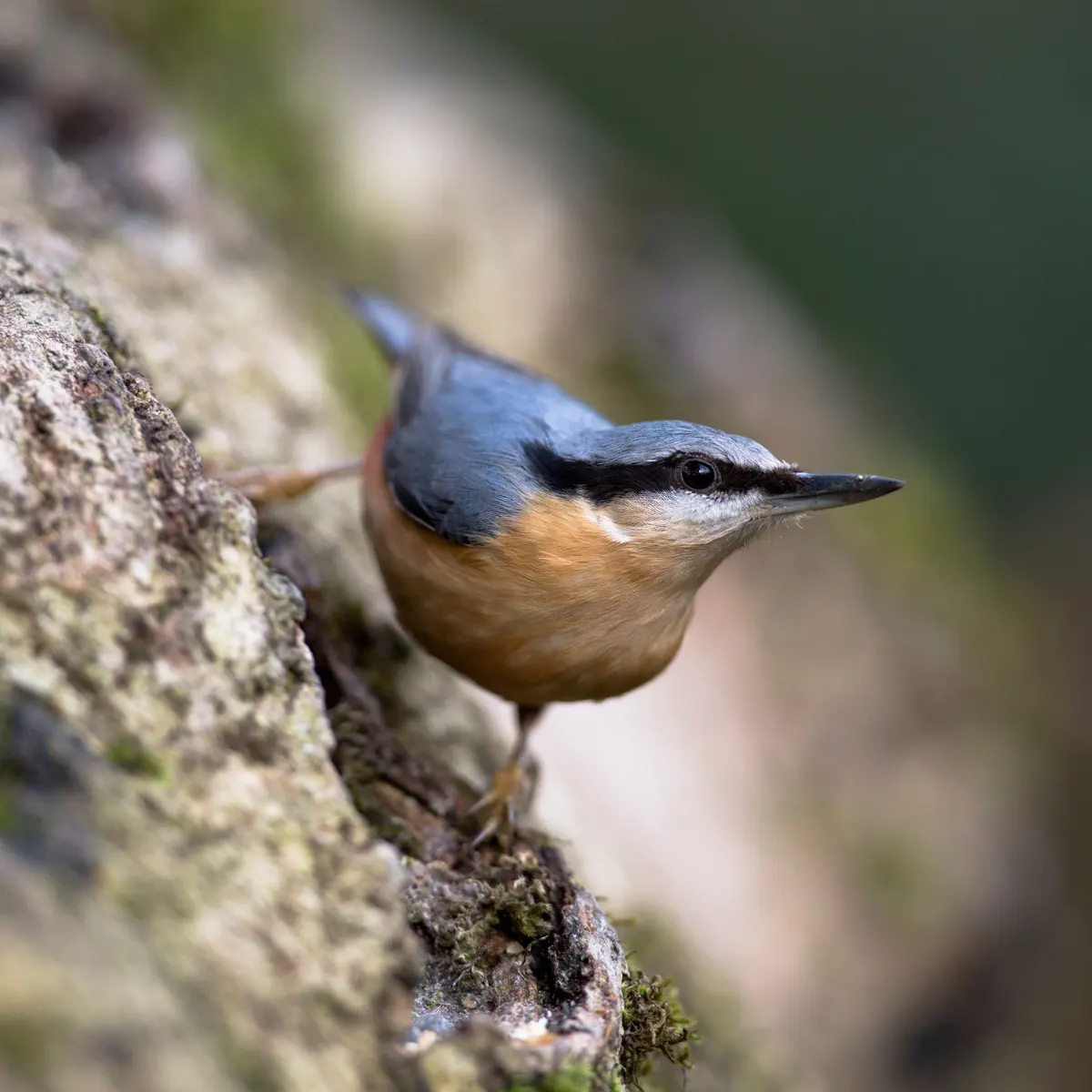 Nuthatches