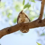Owl Hang Upside Down