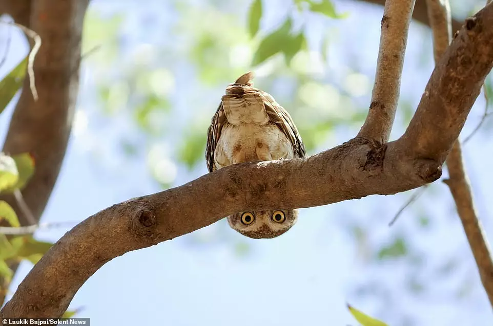 Owl Hang Upside Down