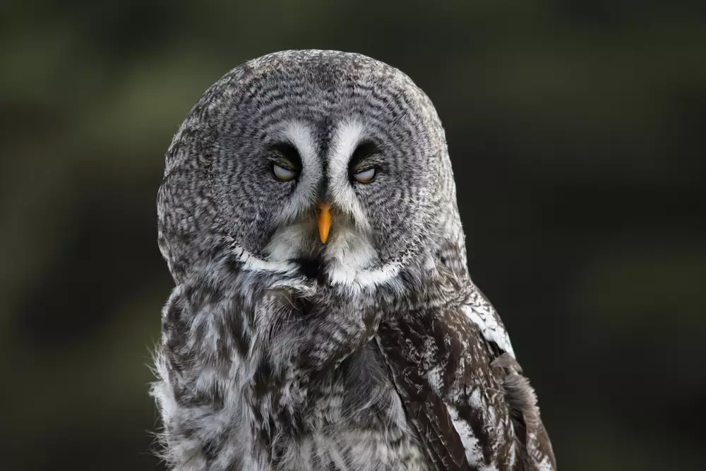 Owl Have Eyelids