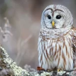 Owl sitting