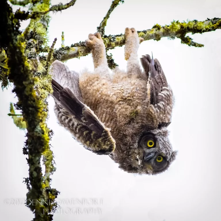 Owls Hang Upside Down