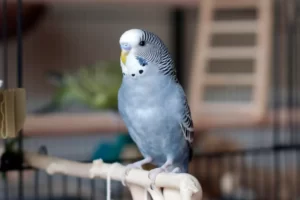 Parakeet Budgie