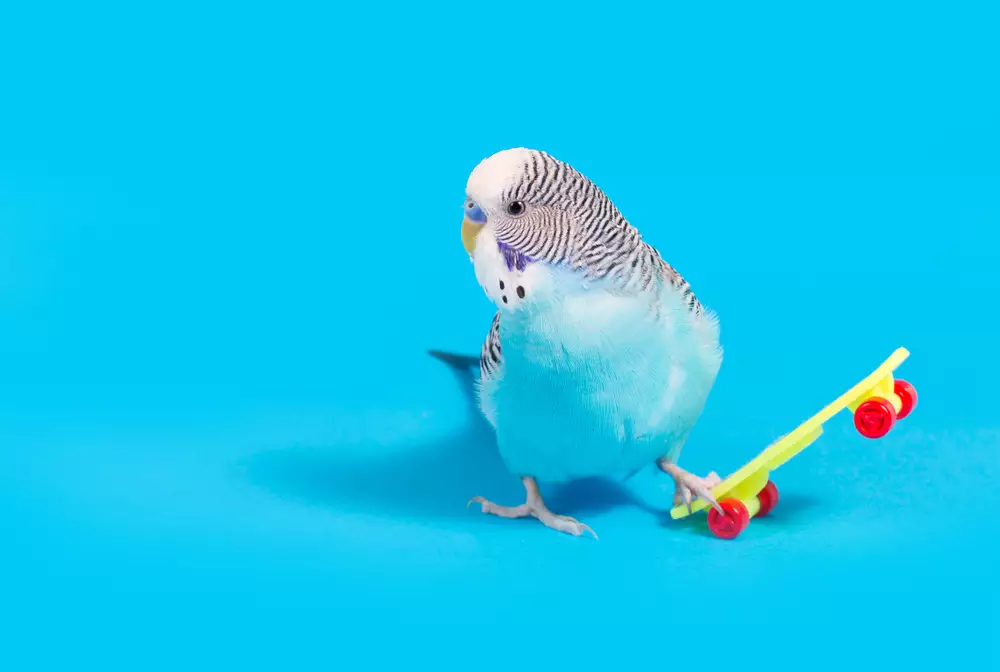 Parakeet is playing