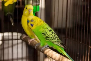 Parakeets Chirping