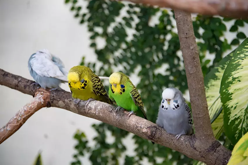 Parakeets Sleep