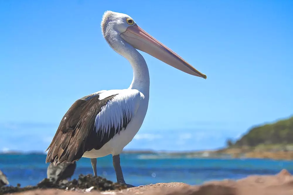 Pelican