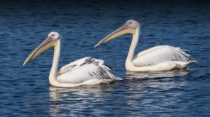 Pelicans