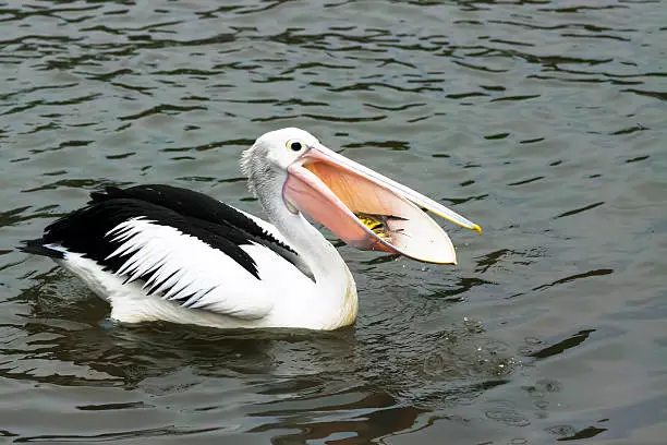 Pelican catching fish