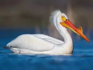 Pelicans