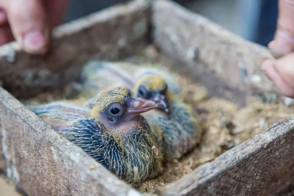 Pigeon chick