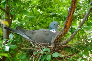 Pigeon sits on nest