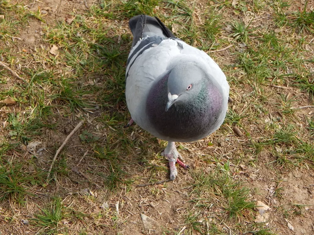 Pigeon with injured leg