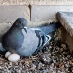 Pigeon with little eggs
