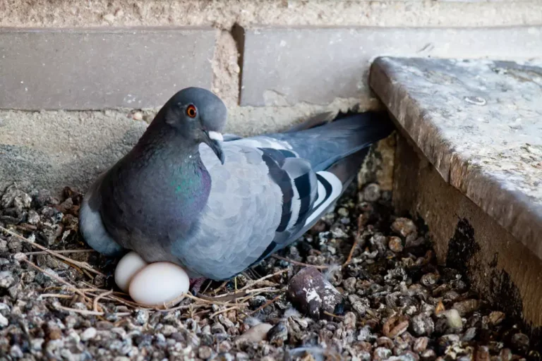 Pigeon with little eggs