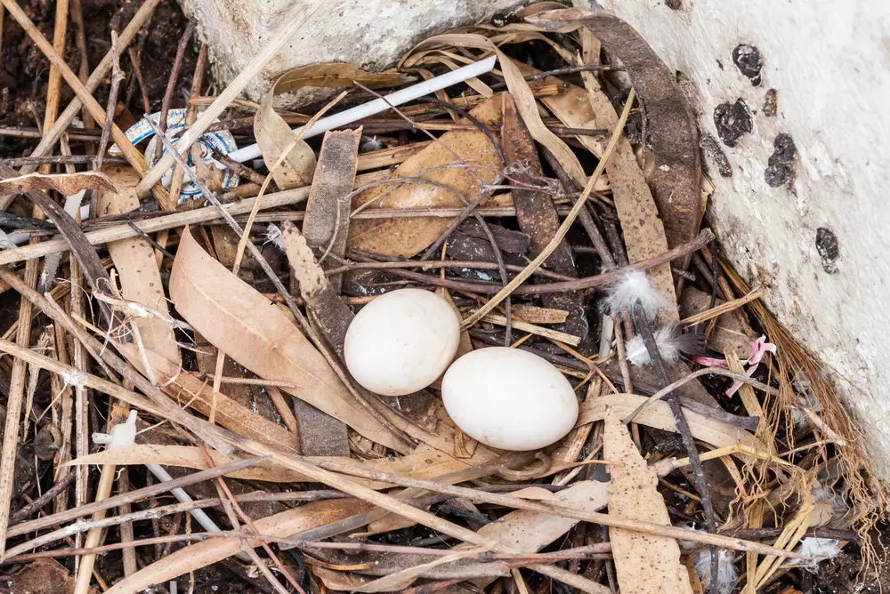 Pigeon's eggs in nest