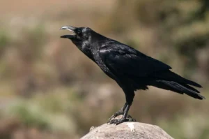 Raven - Corvus corax