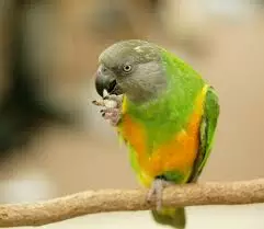 Senegal Parrot