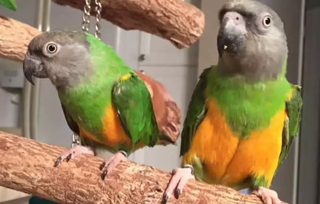 Senegal Parrots