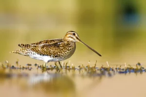 Snipe. Gallinago