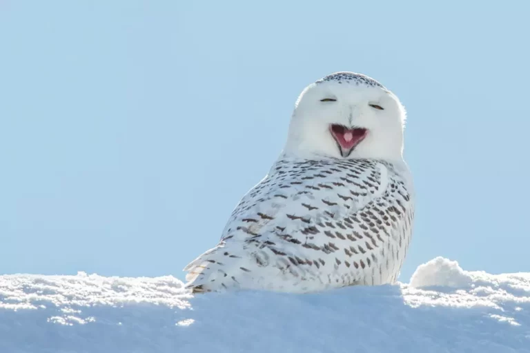 Snowy owl yawning