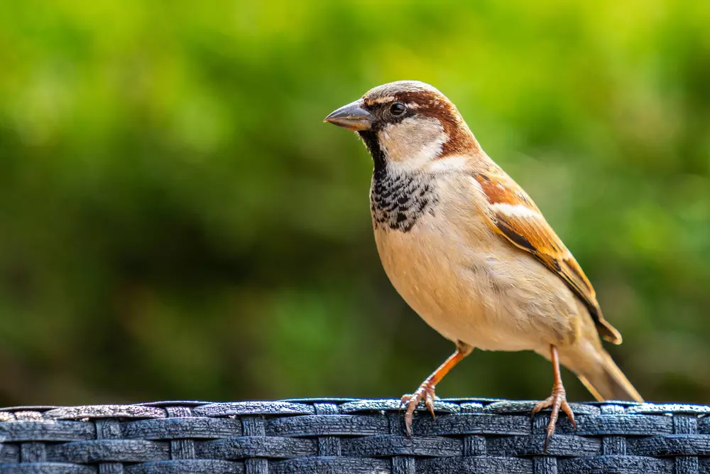 Sparrow bird