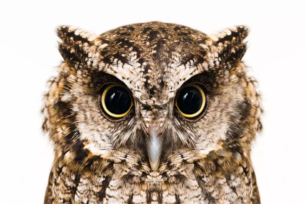 The bureaucratic owl