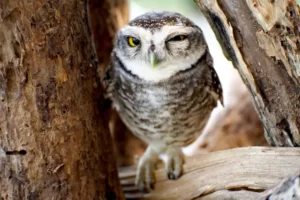 The curious owl