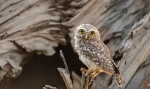 The spotted owl