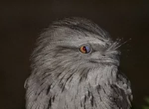 Third eyelid of an owl