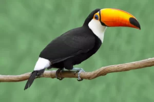 Toco Toucan (Ramphastos toco)