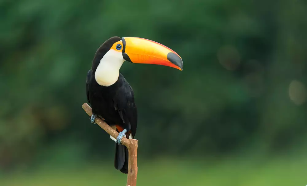 Toco toucan in the reserve